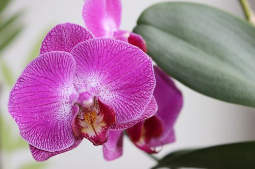 orchidea flower plant
