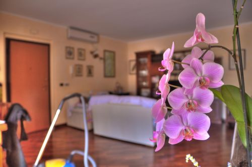 Pink Orchid In Bloom