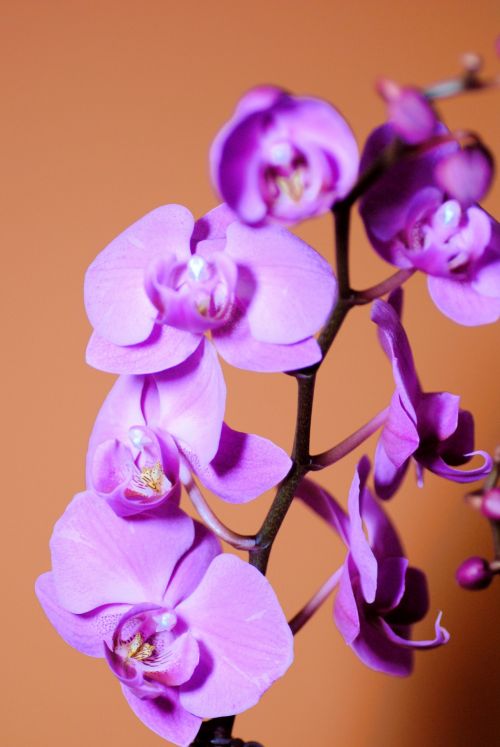 Purple Orchid