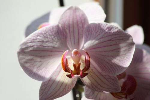 Orchid