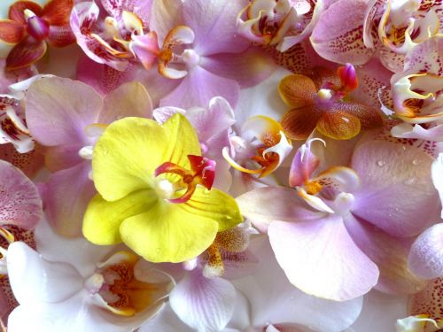 orchids phalaenopsis moth orchid