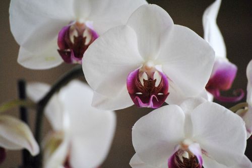 orchids white flower