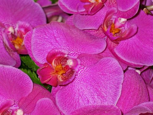 orchids flowers pink