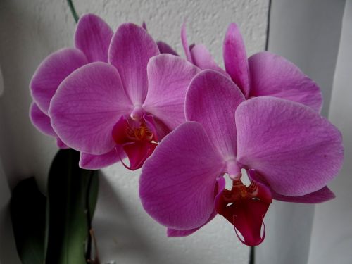 orchids flowers houseplants