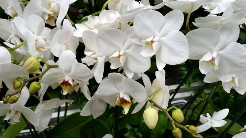 orchids flower white