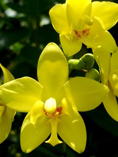 orchids yellow flowers