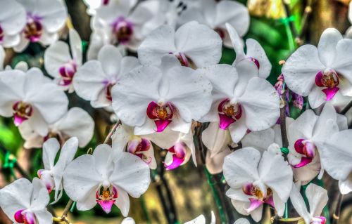 orchids white purple
