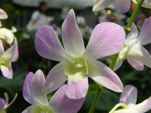 orchids singapore plant