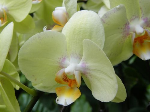 orchids singapore plant