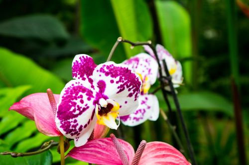 orchids flower flowers