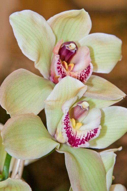 orchids light green pink