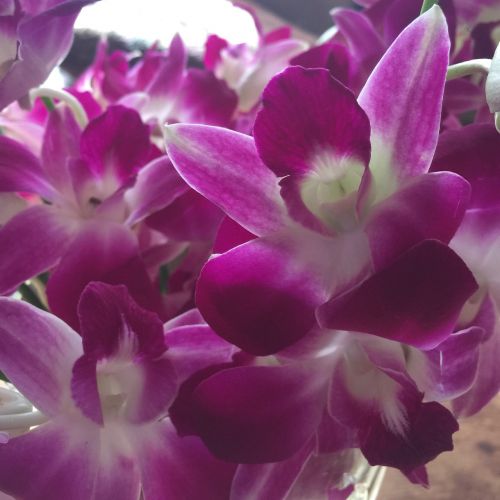 orchids flowers purple