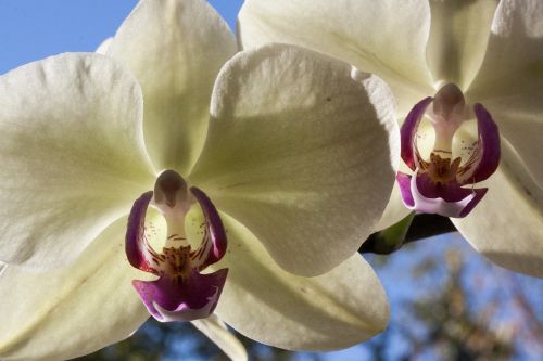 orchids white flower