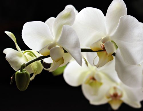 orchids flowers flower