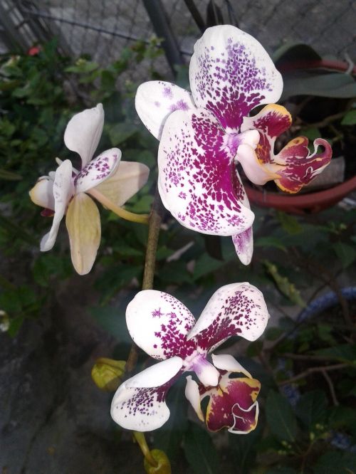 orchids natural purple