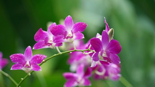 orchids purple blossom