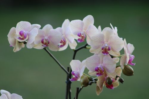 orchids flower nature