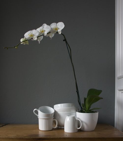 orchids cups white