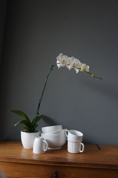 orchids cups white