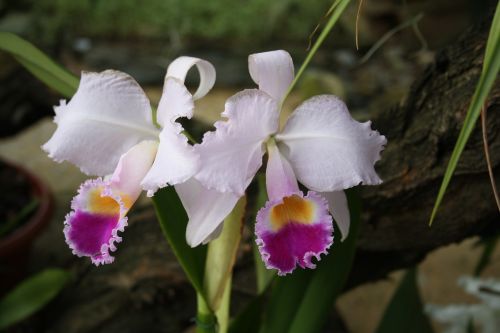 orchids tropcal flowers white purple flowers