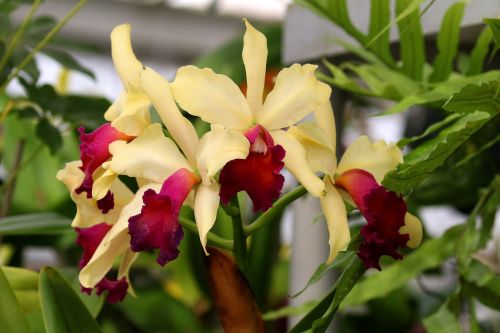 orchids flowers fuchsia