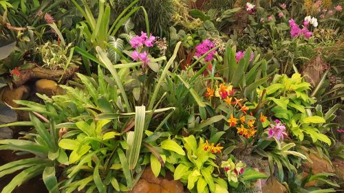 orchids flower botanical garden