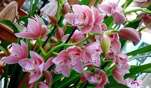 orchids flowers flora