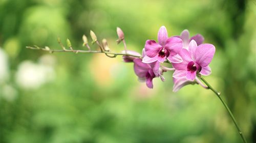 orchids flower plant