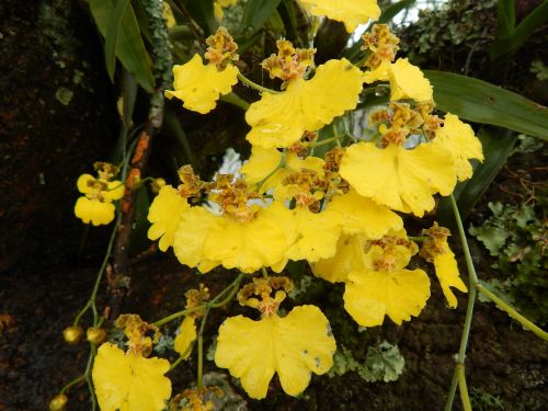 orchids yellow flowers flower duckling