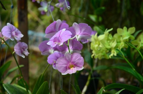 orchids purple color