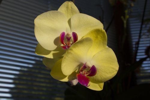 orchids flower close