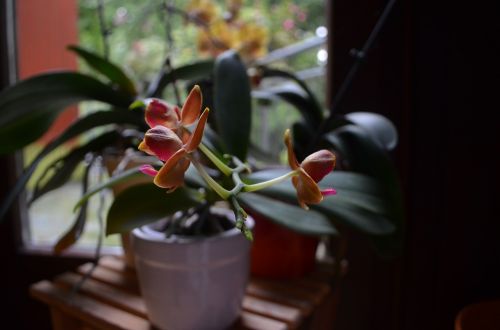 orchids plant blossom