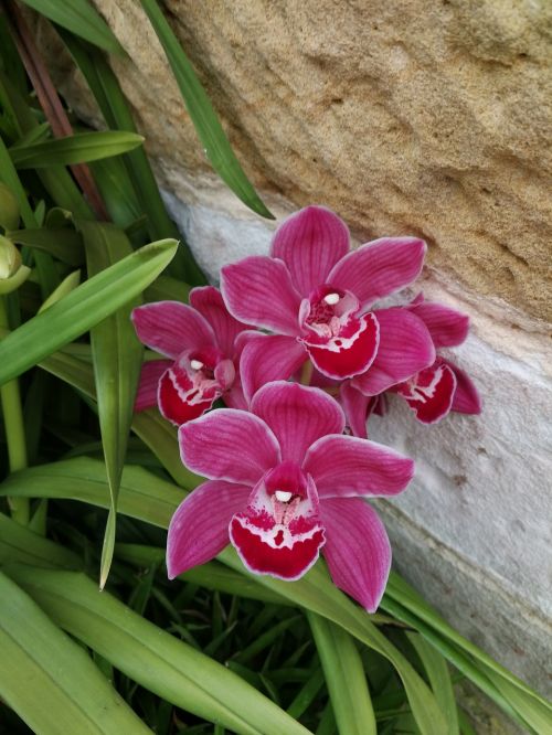orchids flowers floral