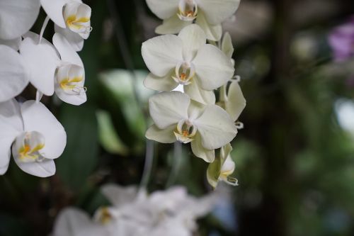 orchids tropical floral