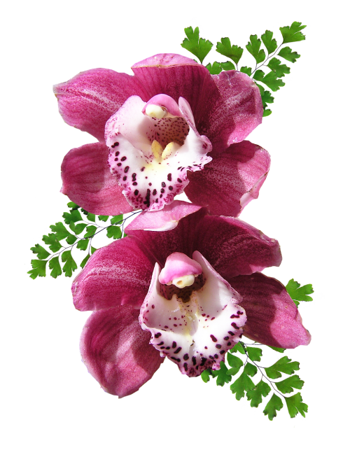 orchids pink maiden hair