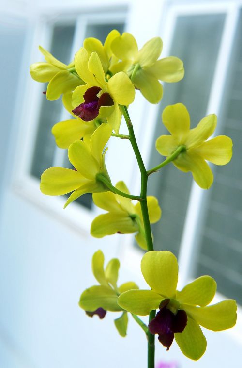 orchids spike yellow