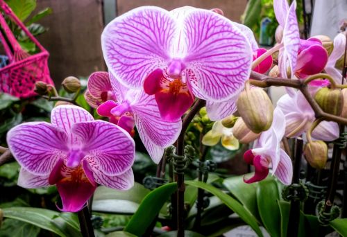 orchids flora pink