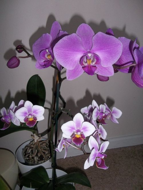 orchids flower flora
