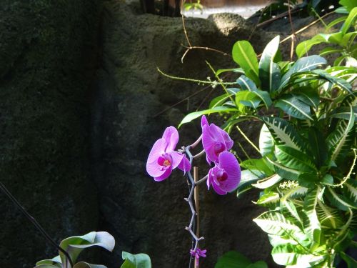 orchids flowers purple orchid