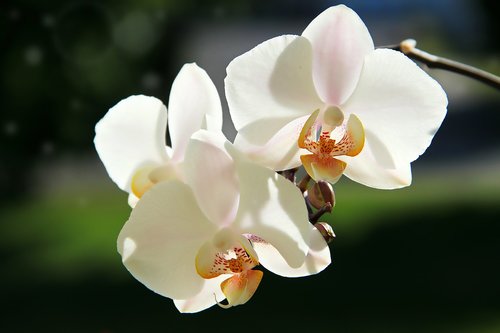 orchids  white  blossom