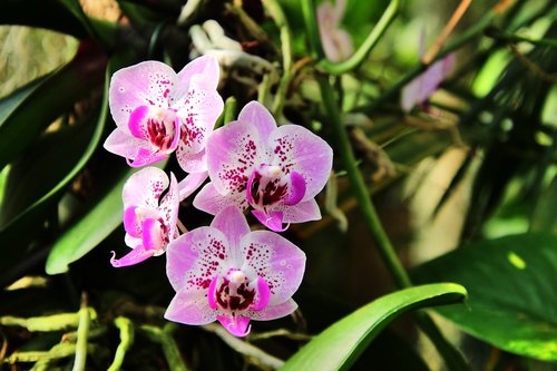 orchids  flower  b