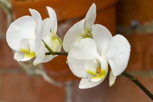orchids  white  flower