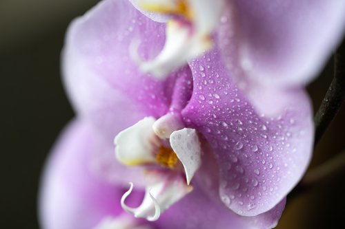 orchids  flowers  macro