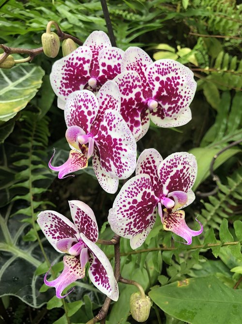 orchids  flora  fauna