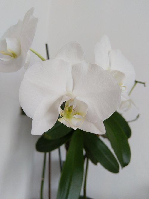 orchids  plant  flower