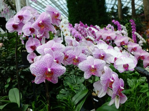 orchids flower floral