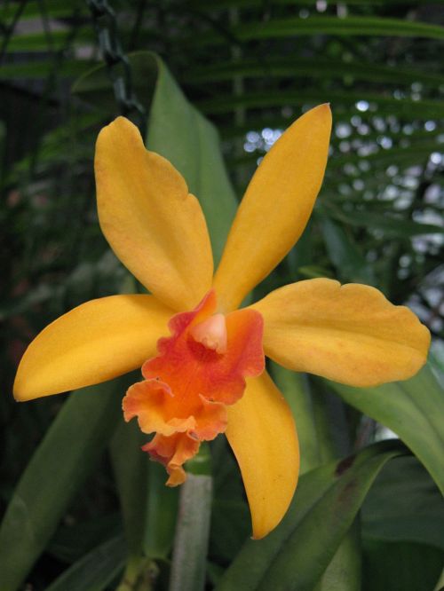 orchids floral plant