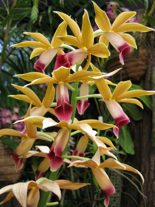 orchids floral plants