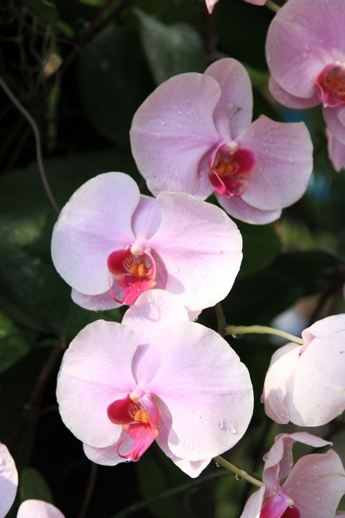 orchids pink flower