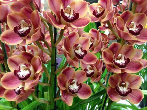 orchids flower bloom